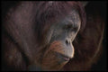 049012 Orangutan Adult Male A4 Photo Print