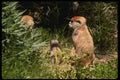 049013 Patas Monkeys Adults And Infant A4 Photo Print