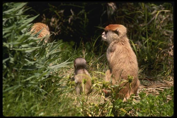 049013 Patas Monkeys Adults And Infant A4 Photo Print