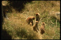 049014 Patas Monkeys Family Group A4 Photo Print