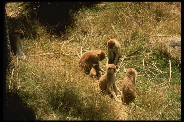 049014 Patas Monkeys Family Group A4 Photo Print