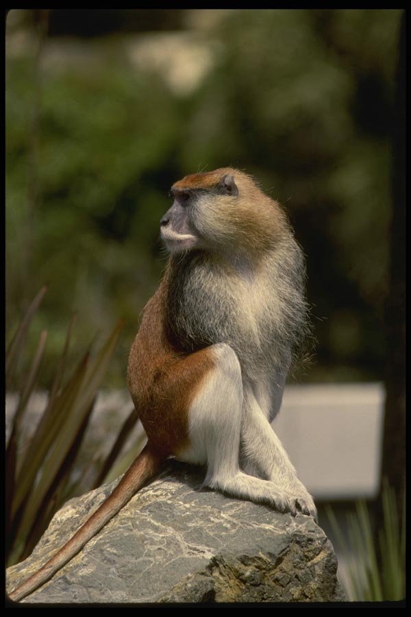 049015 Patas Monkey A4 Photo Print