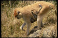 049016 Patas Monkeys Mother And Infant A4 Photo Print