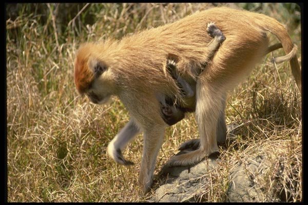 049016 Patas Monkeys Mother And Infant A4 Photo Print