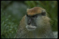 049017 Patas Monkey Adult Male A4 Photo Print