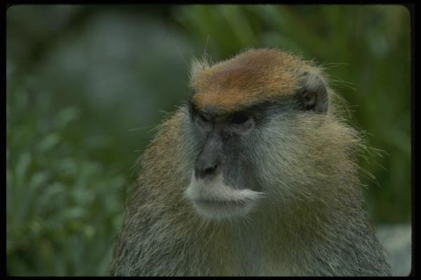 049017 Patas Monkey Adult Male A4 Photo Print