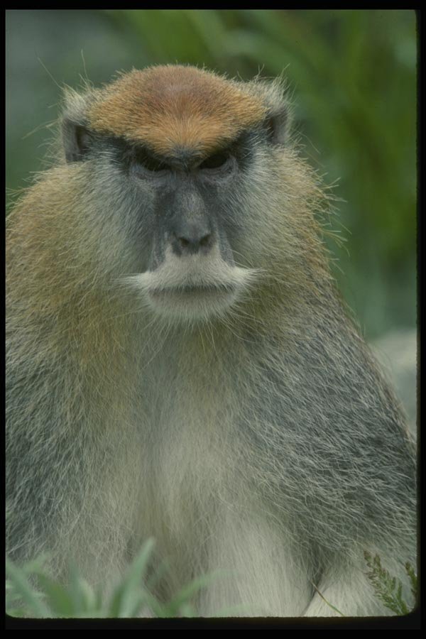 049018 Patas Monkey Adult Male A4 Photo Print