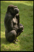 049019 Lowland Gorilla A4 Photo Print