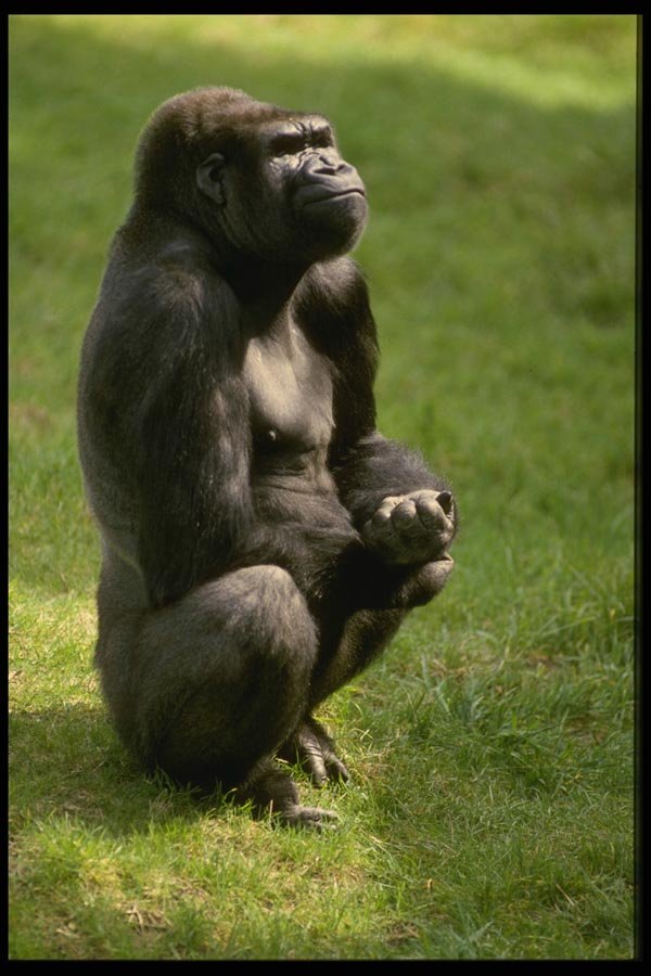 049019 Lowland Gorilla A4 Photo Print