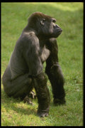 049020 Lowland Gorilla A4 Photo Print