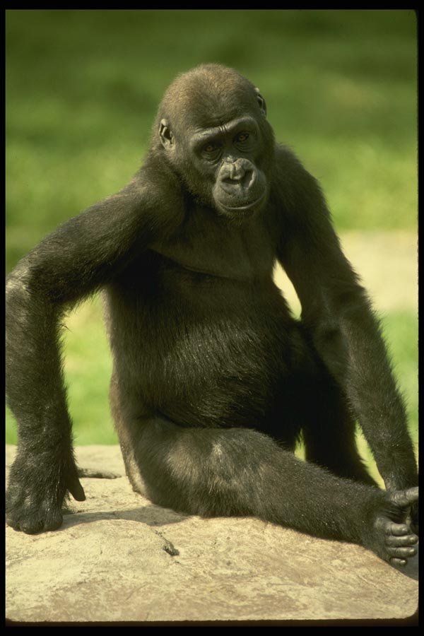 049021 Lowland Gorilla Juvenile A4 Photo Print