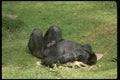 049022 Lowland Gorilla A4 Photo Print