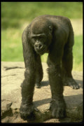 049023 Lowland Gorilla Juvenile A4 Photo Print
