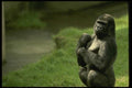 049024 Lowland Gorilla A4 Photo Print