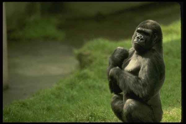049024 Lowland Gorilla A4 Photo Print