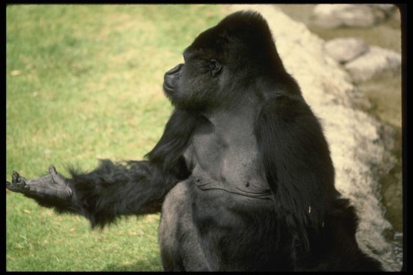049025 Lowland Gorilla Adult Male A4 Photo Print