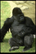 049026 Lowland Gorilla A4 Photo Print