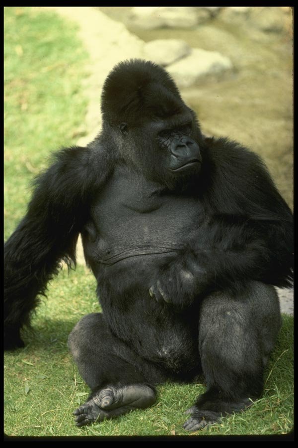 049026 Lowland Gorilla A4 Photo Print