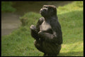 049027 Lowland Gorilla Begging A4 Photo Print
