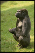 049028 Lowland Gorilla A4 Photo Print