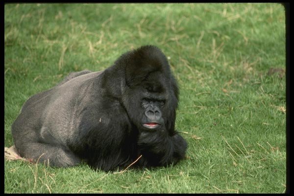 049029 Lowland Gorilla A4 Photo Print