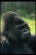 049030 Lowland Gorilla Male, bwana  A4 Photo Print