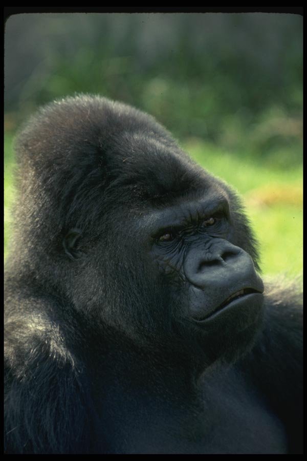 049030 Lowland Gorilla Male, bwana  A4 Photo Print