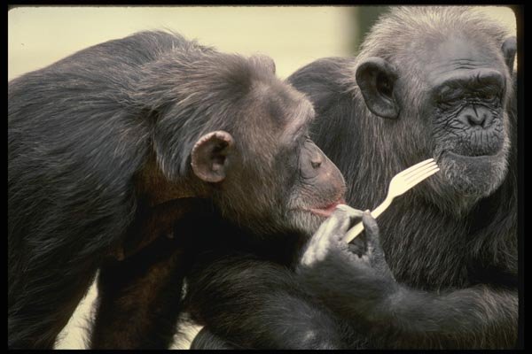 049031 Chimpanzees With Plastic Fork A4 Photo Print