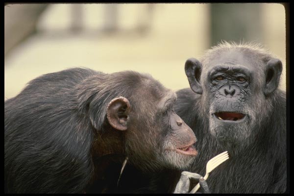 049032 Chimpanzees With Plastic Fork A4 Photo Print
