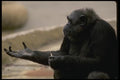 049033 Chimpanzee A4 Photo Print