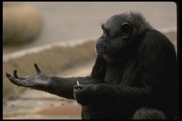 049033 Chimpanzee A4 Photo Print