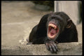 049034 Chimpanzee A4 Photo Print