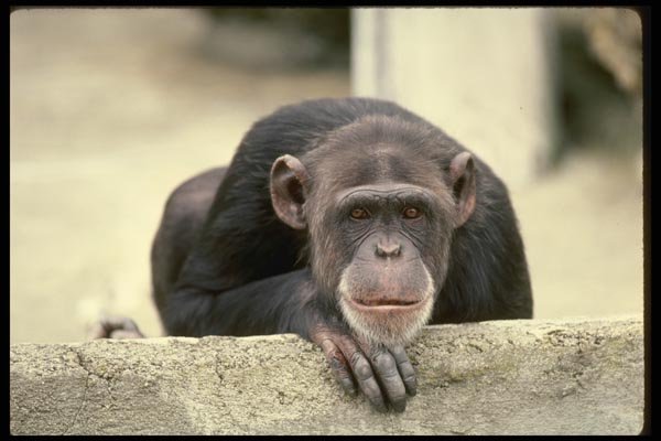 049035 Chimpanzee A4 Photo Print