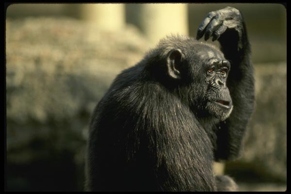 049036 Chimpanzee A4 Photo Print