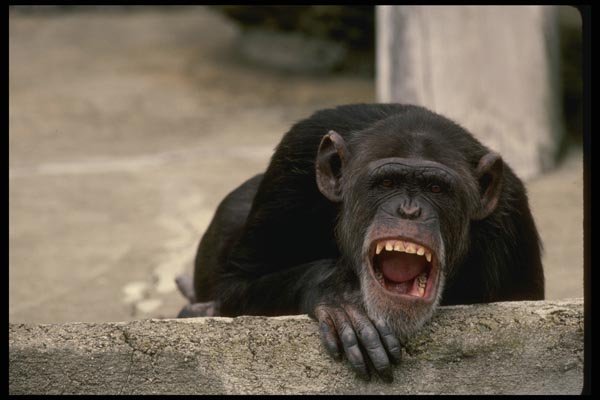 049037 Chimpanzee A4 Photo Print