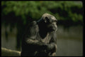 049038 Chimpanzee A4 Photo Print