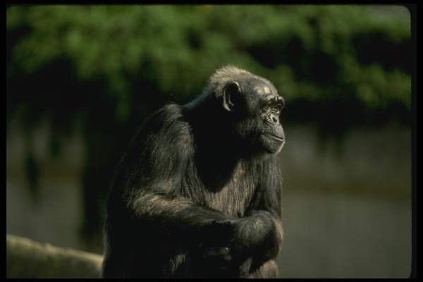 049038 Chimpanzee A4 Photo Print