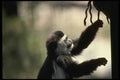 049039 Black And White Colobus Monkey Infant A4 Photo Print