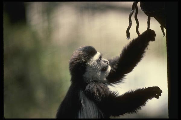 049039 Black And White Colobus Monkey Infant A4 Photo Print