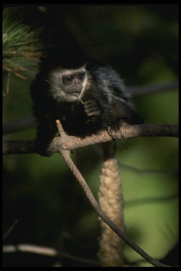 049040 Black And White Colobus Monkey Infant A4 Photo Print