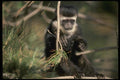 049041 Black And White Colobus Monkey A4 Photo Print