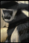 049042 Black And White Colobus Monkey A4 Photo Print