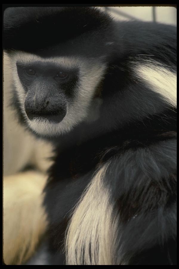 049042 Black And White Colobus Monkey A4 Photo Print