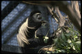 049043 Black And White Colobus Monkey A4 Photo Print