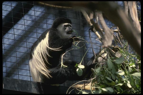 049043 Black And White Colobus Monkey A4 Photo Print