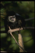 049044 Black And White Colobus Monkey A4 Photo Print