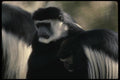 049045 Black And White Colobus Monkeys A4 Photo Print