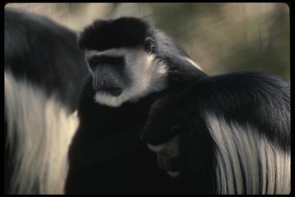 049045 Black And White Colobus Monkeys A4 Photo Print