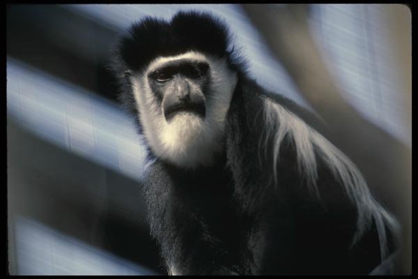 049046 Black And White Colobus Monkey A4 Photo Print