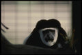 049047 Black And White Colobus Monkey A4 Photo Print